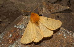 Lemonia taraxaci