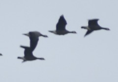 Branta hutchinsii
