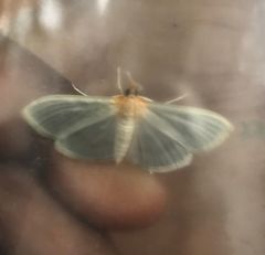 Apilocrocis brumalis