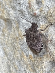 Halyomorpha halys