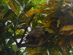 Argya striata