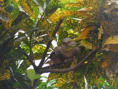 Argya striata