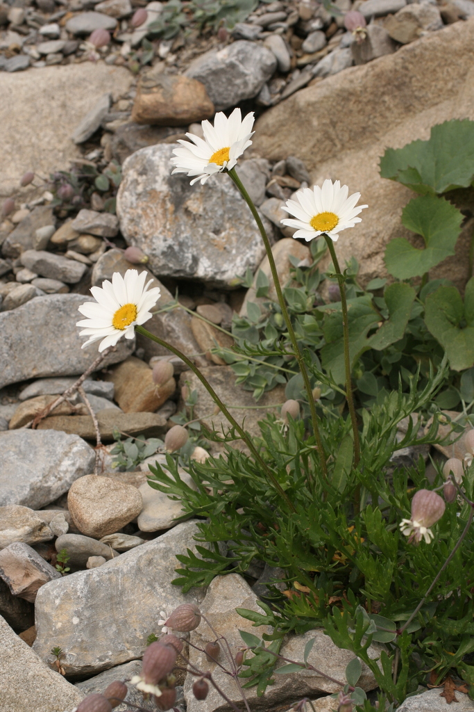 Annual chrysanthemum