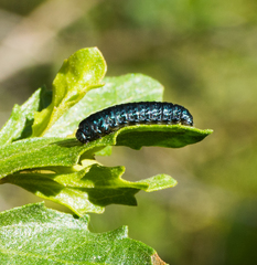 Trirhabda flavolimbata