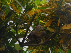 Argya striata