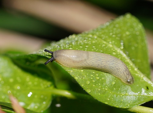 Didysis arionas nuotrauka