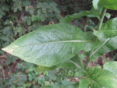 Lactuca quercina