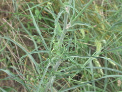 Tragopogon ucrainicus