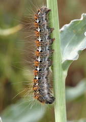 Lemonia sardanapalus