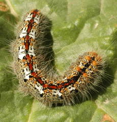 Lemonia sardanapalus