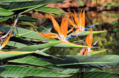 Strelitzia reginae reginae