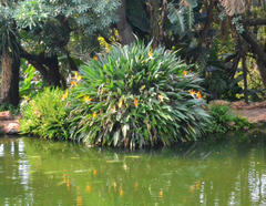 Strelitzia reginae reginae