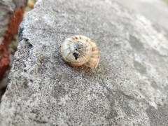 Xeropicta derbentina