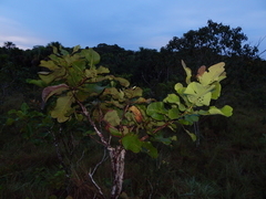 Curatella americana
