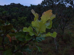 Curatella americana