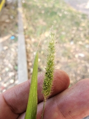 Setaria viridis