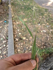 Setaria viridis