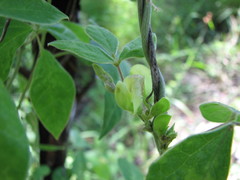Macrotyloma axillare axillare