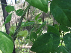 Macrotyloma axillare axillare