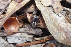 Jotus auripes