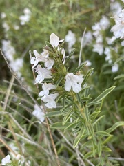Satureja montana