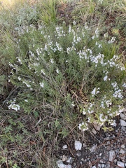 Satureja montana
