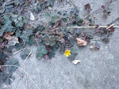 Oxalis corniculata