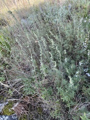 Artemisia alba