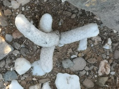 Anacampseros papyracea