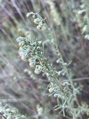 Artemisia alba