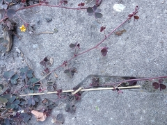 Oxalis corniculata