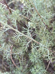 Artemisia alba