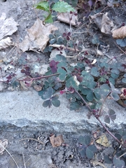 Oxalis corniculata