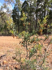 Grevillea floribunda