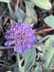 Scabiosa holosericea