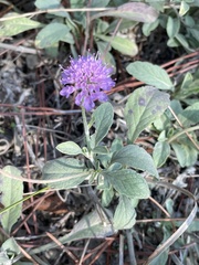 Scabiosa holosericea