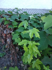 Populus alba