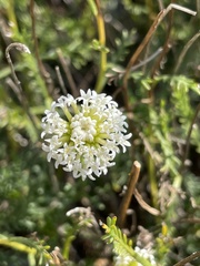 Santolina pinnata
