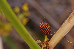 Graphosoma italicum italicum