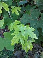Populus alba