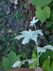 Populus alba
