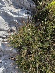 Santolina pinnata