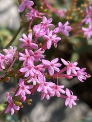 Centranthus ruber