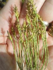 Dicerothamnus adpressus