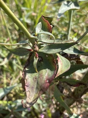 Centranthus ruber