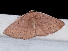 Casbia melanops