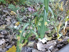 Sonchus arvensis
