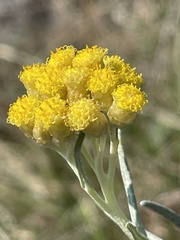 Helichrysum italicum