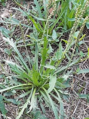 Plantago coronopus