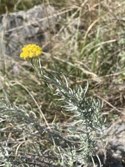 Helichrysum italicum